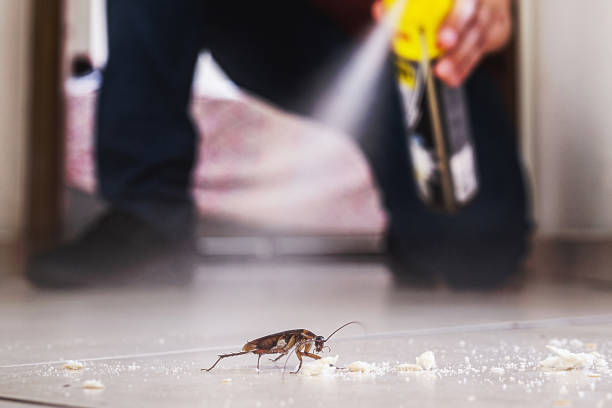Best Residential Pest Control  in Meadow Lake, NM