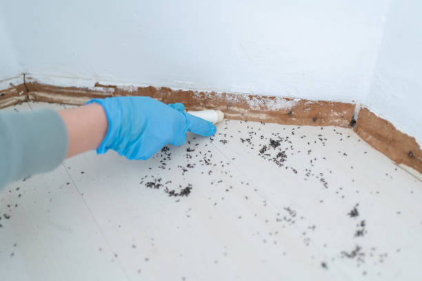 Best Pest Prevention Services  in Meadow Lake, NM